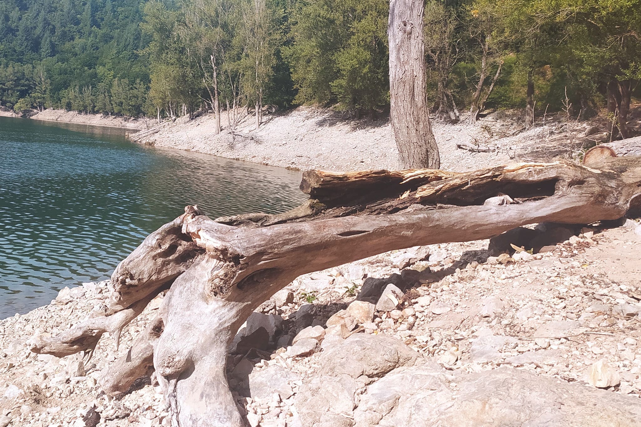 lac davene baignade vacances paysage sud naturel arbre sapin bebymaman (1) (1) (1)