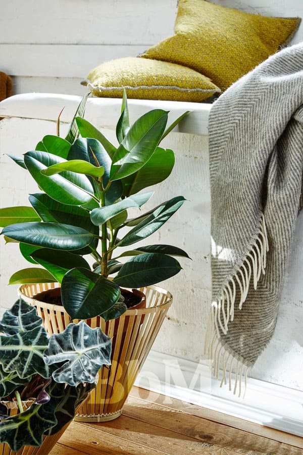 plante verte maison hiver cosy chic interieur plantes vertes et éléments naturels pour une maison cosy chic en hiver – Be by Maman