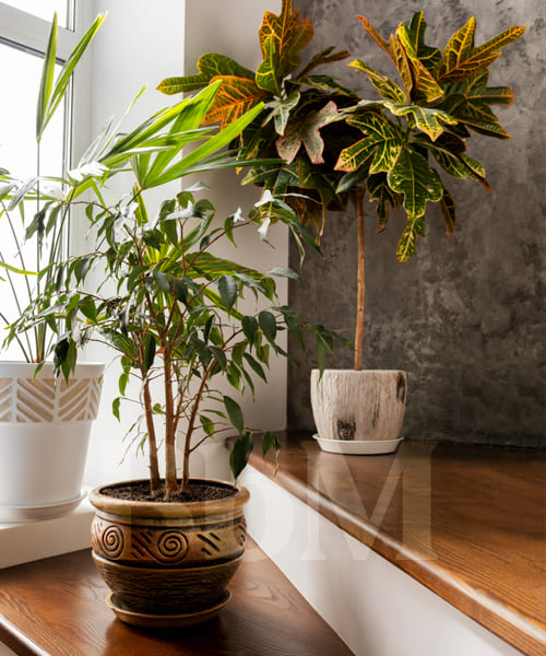 vegetalisation escalier maison decoration dinterieur slow home inspiration naturelle bebymaman plantes d’intérieur pour végétaliser une maison slow home