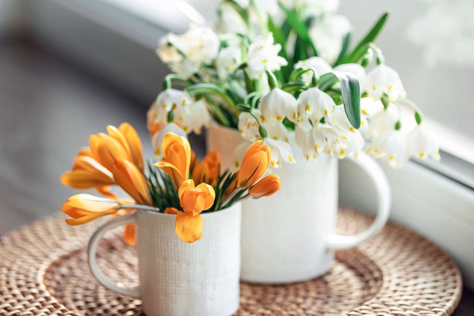Fleurs de printemps en vases blancs près d’une fenêtre, crocus orange et perce-neige baignés de lumière naturelle dans une ambiance douce et lumineuse.